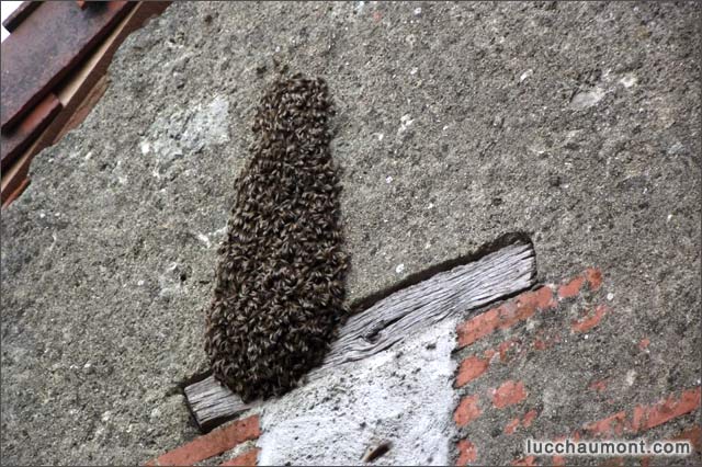 essaim sur mur
