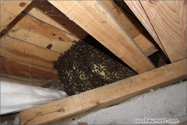 essaim sous une toiture